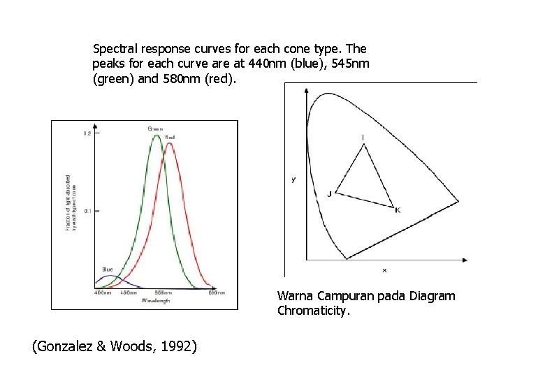 Spectral response curves for each cone type. The peaks for each curve are at