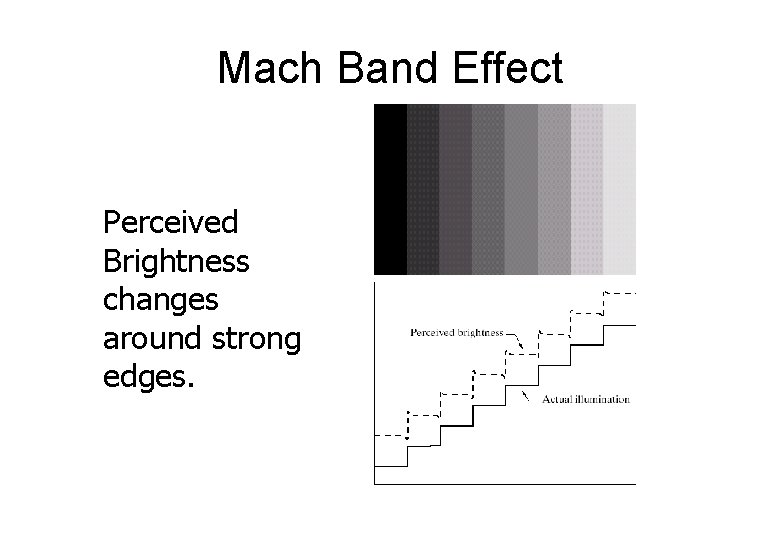Mach Band Effect Perceived Brightness changes around strong edges. 