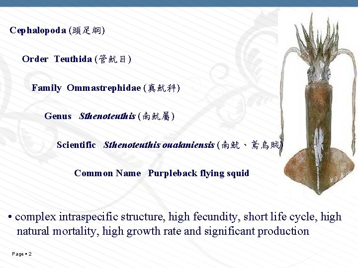 Cephalopoda (頭足綱) Order Teuthida (管鱿目) Family Ommastrephidae (真鱿科) Genus Sthenoteuthis (南鱿屬) Scientific Sthenoteuthis oualaniensis