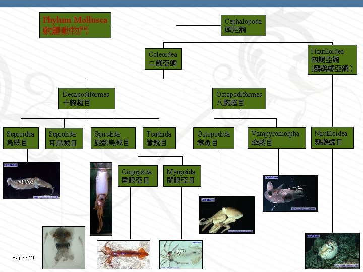 Phylum Mollusca 軟體動物門 Cephalopoda 頭足綱 Nautiloidea 四鰓亞綱 (鸚鵡螺亞綱 ) Coleoidea 二鰓亞綱 Decapodiformes 十腕超目 Sepioidea