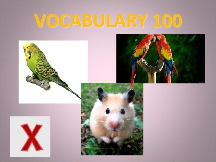 VOCABULARY 100 