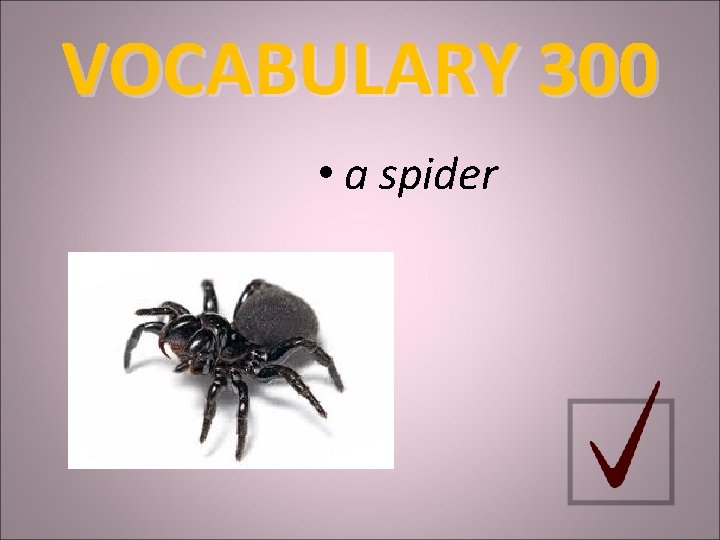 VOCABULARY 300 • a spider 