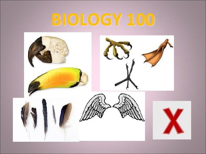 BIOLOGY 100 