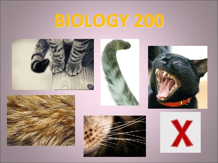 BIOLOGY 200 