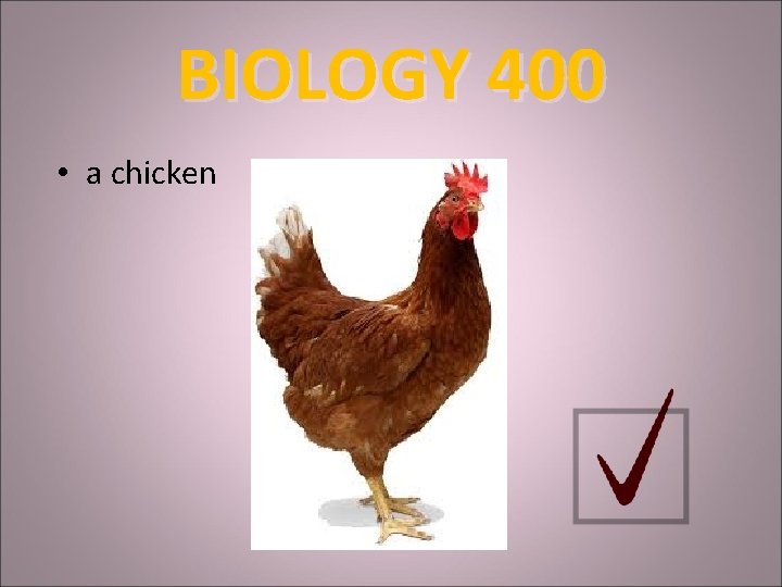 BIOLOGY 400 • a chicken 