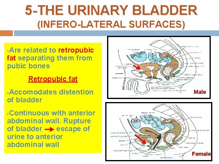 5 -THE URINARY BLADDER (INFERO-LATERAL SURFACES) Are related to retropubic fat separating them from