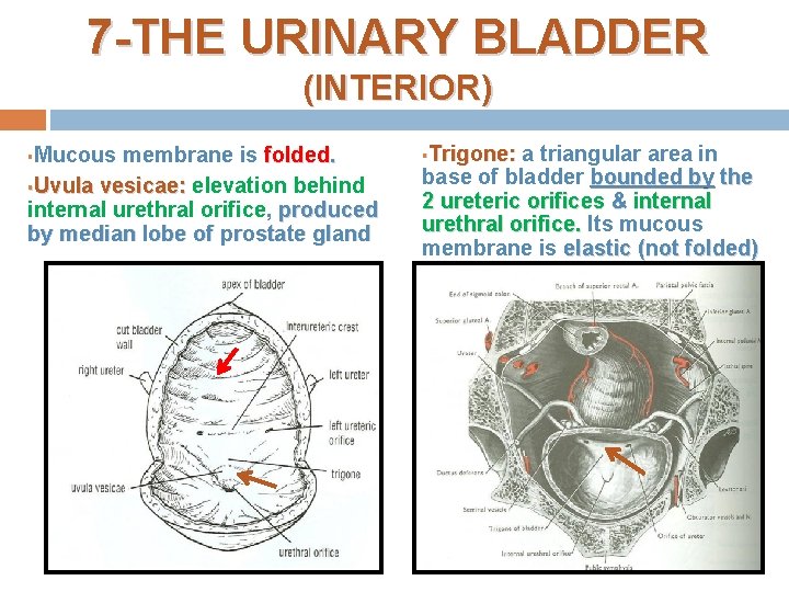 7 -THE URINARY BLADDER (INTERIOR) Mucous membrane is folded. §Uvula vesicae: elevation behind internal