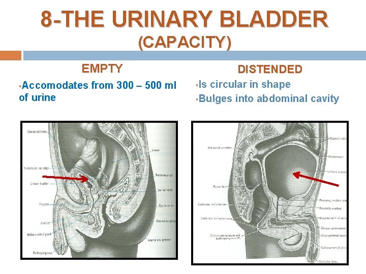 8 -THE URINARY BLADDER (CAPACITY) EMPTY Accomodates from 300 – 500 ml of urine