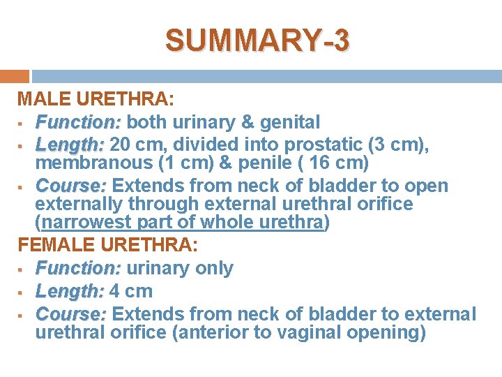 SUMMARY-3 MALE URETHRA: § Function: both urinary & genital § Length: 20 cm, divided