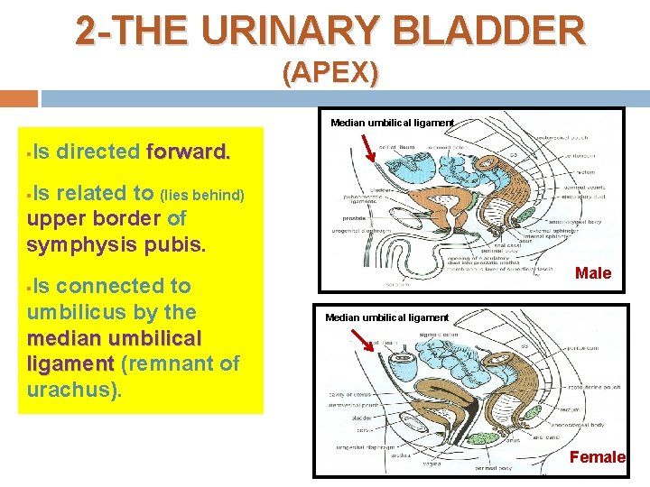 URETERS URINARY BLADDER URETHRA Prof Ahmed Fathalla Ibrahim