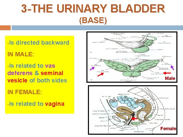 3 -THE URINARY BLADDER (BASE) § Is directed backward IN MALE: Is related to