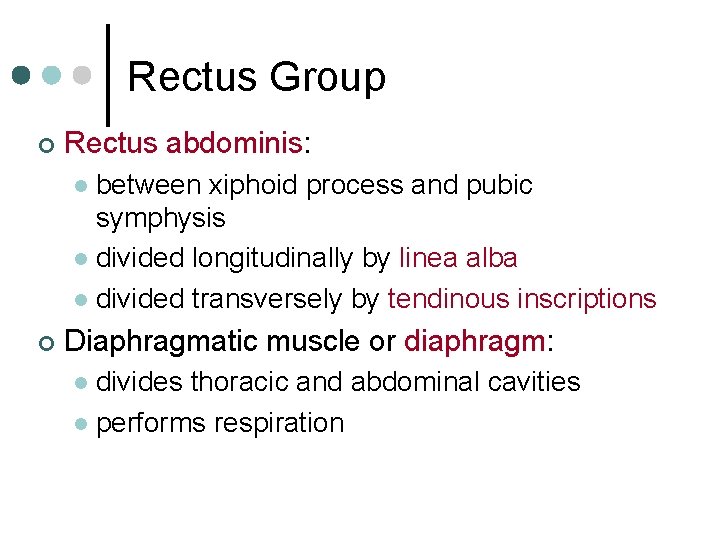 Rectus Group ¢ Rectus abdominis: between xiphoid process and pubic symphysis l divided longitudinally
