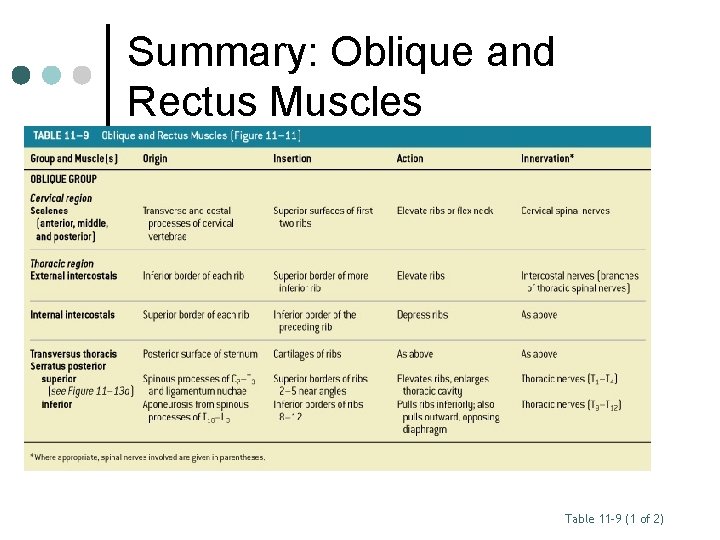 Summary: Oblique and Rectus Muscles Table 11– 9 (1 of 2) 