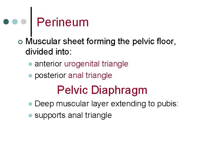 Perineum ¢ Muscular sheet forming the pelvic floor, divided into: anterior urogenital triangle l