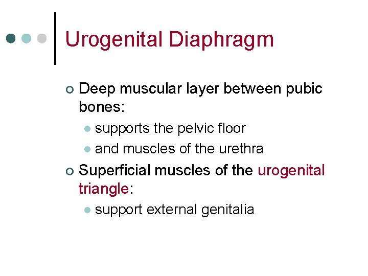 Urogenital Diaphragm ¢ Deep muscular layer between pubic bones: supports the pelvic floor l