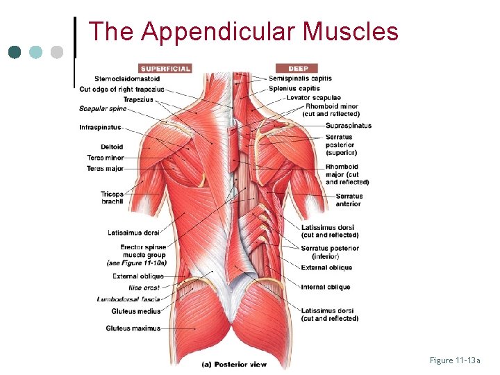 The Appendicular Muscles Figure 11– 13 a 