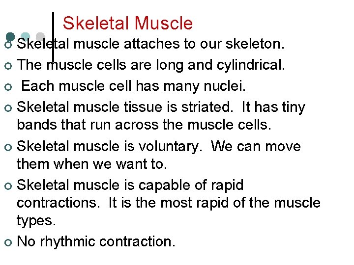 Skeletal Muscle Skeletal muscle attaches to our skeleton. ¢ The muscle cells are long