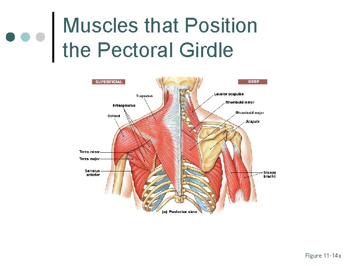 Muscles that Position the Pectoral Girdle Figure 11– 14 a 