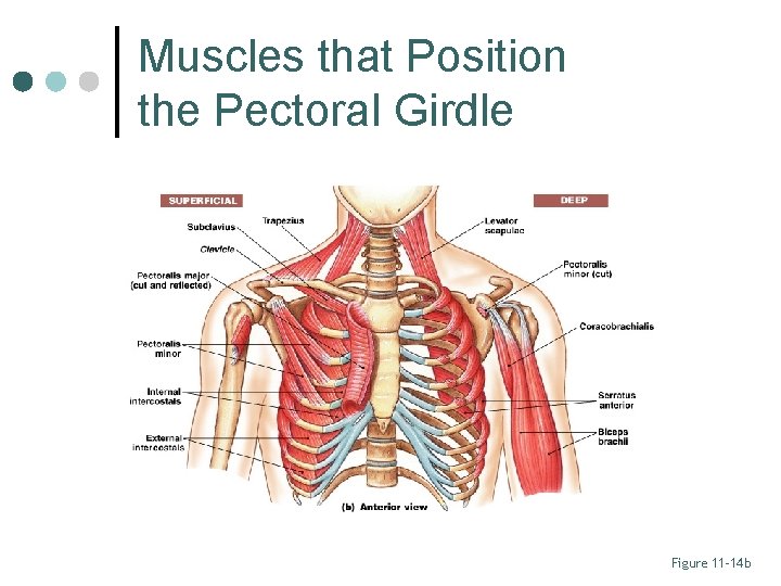 Muscles that Position the Pectoral Girdle Figure 11– 14 b 