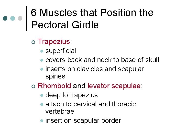 6 Muscles that Position the Pectoral Girdle ¢ Trapezius: superficial l covers back and