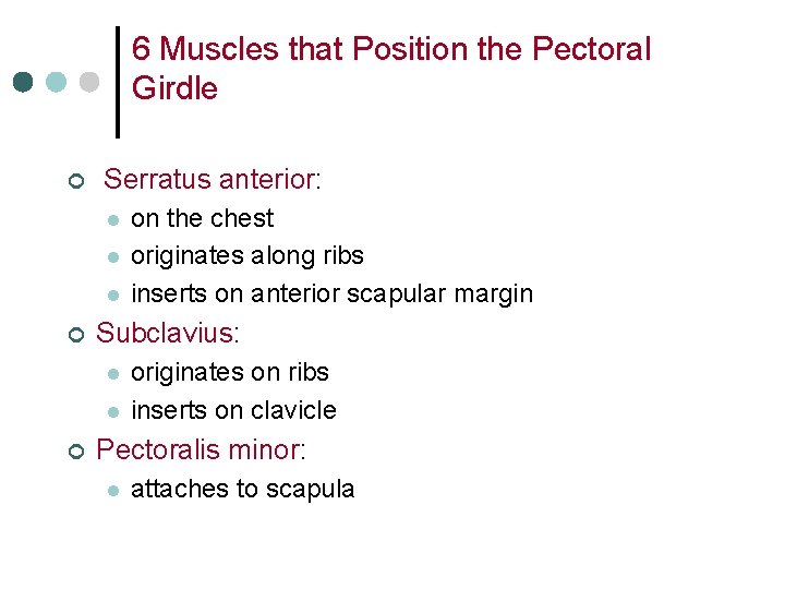 6 Muscles that Position the Pectoral Girdle ¢ Serratus anterior: l l l ¢