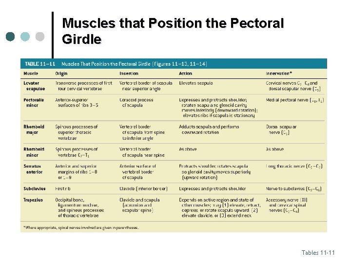 Muscles that Position the Pectoral Girdle Tables 11– 11 