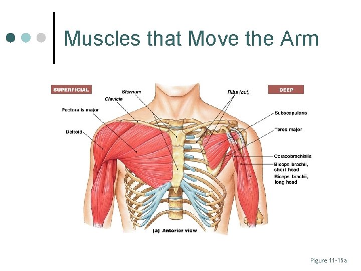 Muscles that Move the Arm Figure 11– 15 a 