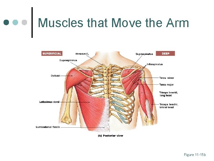 Muscles that Move the Arm Figure 11– 15 b 