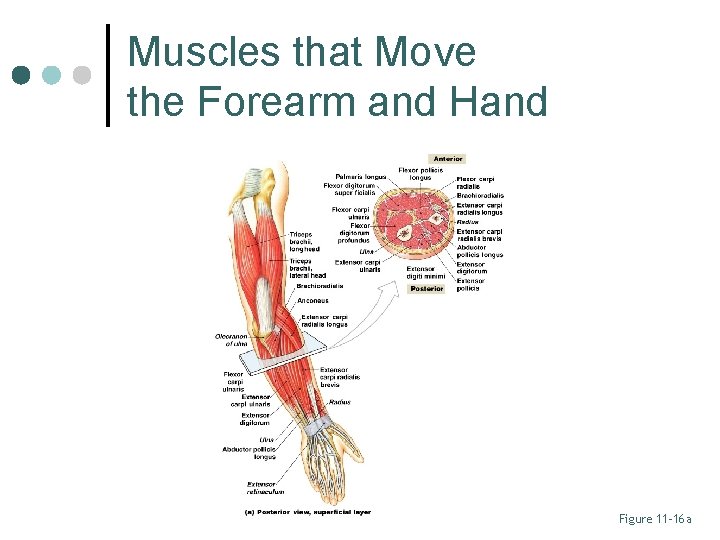 Muscles that Move the Forearm and Hand Figure 11– 16 a 