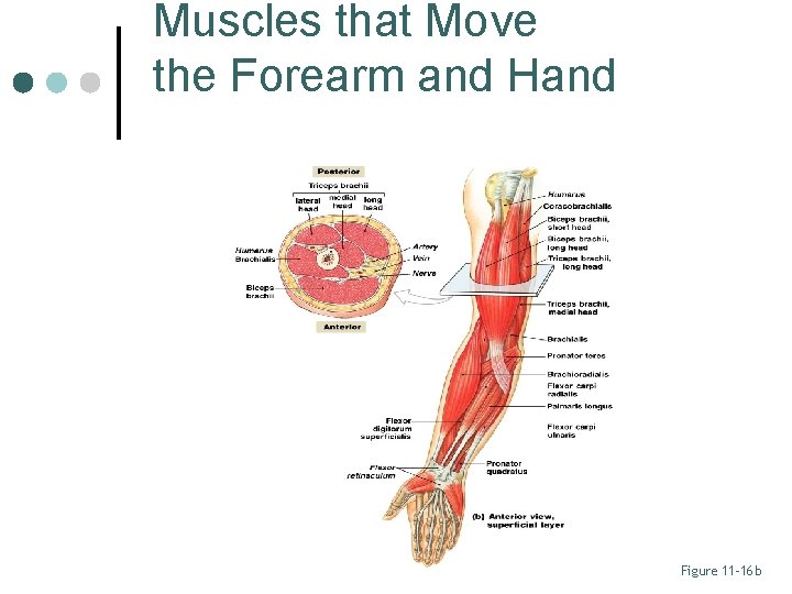 Muscles that Move the Forearm and Hand Figure 11– 16 b 