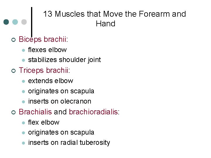 13 Muscles that Move the Forearm and Hand ¢ Biceps brachii: l l ¢
