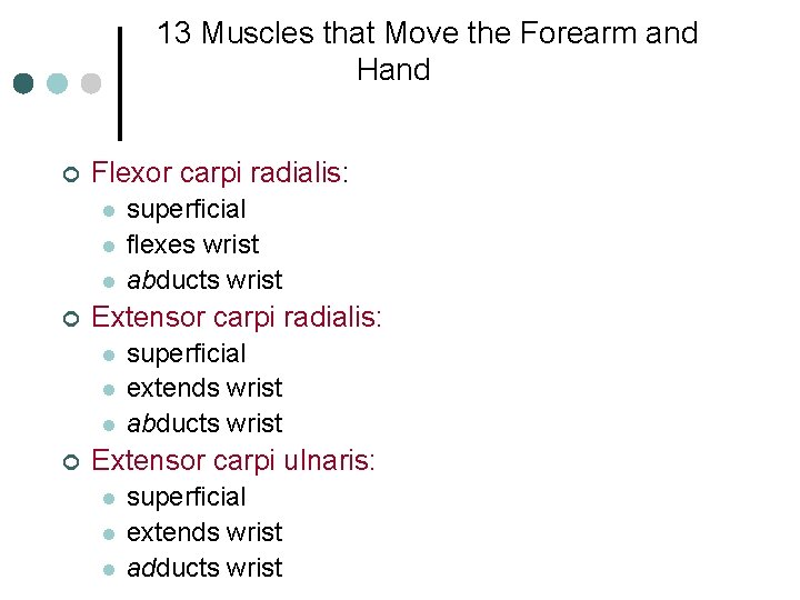 13 Muscles that Move the Forearm and Hand ¢ Flexor carpi radialis: l l