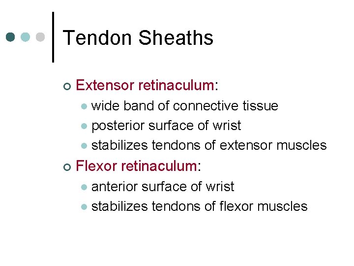 Tendon Sheaths ¢ Extensor retinaculum: wide band of connective tissue l posterior surface of