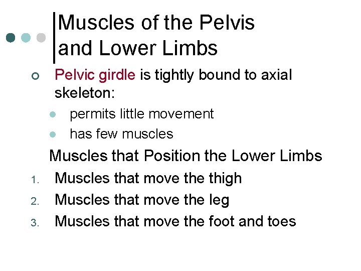 Muscles of the Pelvis and Lower Limbs ¢ Pelvic girdle is tightly bound to