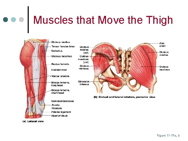 Muscles that Move the Thigh Figure 11– 19 a, b 