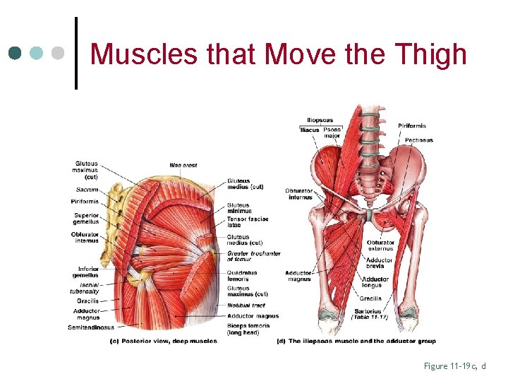 Muscles that Move the Thigh Figure 11– 19 c, d 