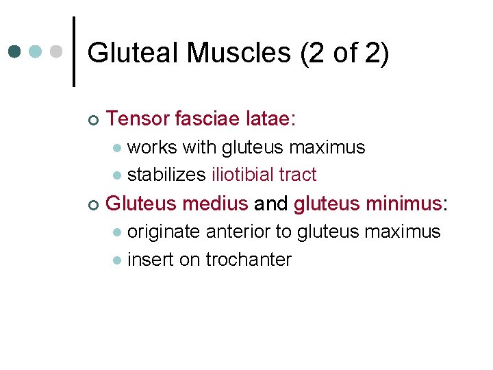 Gluteal Muscles (2 of 2) ¢ Tensor fasciae latae: works with gluteus maximus l