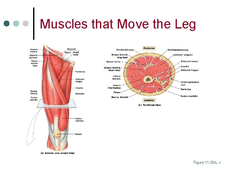 Muscles that Move the Leg Figure 11– 20 b, c 