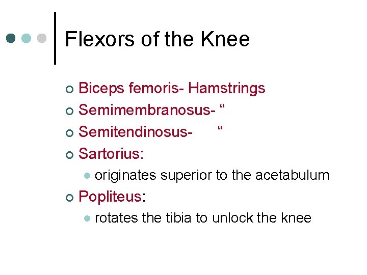 Flexors of the Knee Biceps femoris- Hamstrings ¢ Semimembranosus- “ ¢ Semitendinosus“ ¢ Sartorius: