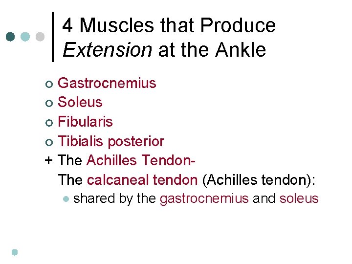 4 Muscles that Produce Extension at the Ankle Gastrocnemius ¢ Soleus ¢ Fibularis ¢