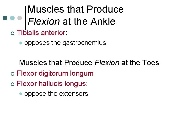 Muscles that Produce Flexion at the Ankle ¢ Tibialis anterior: l opposes the gastrocnemius