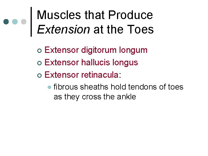 Muscles that Produce Extension at the Toes Extensor digitorum longum ¢ Extensor hallucis longus