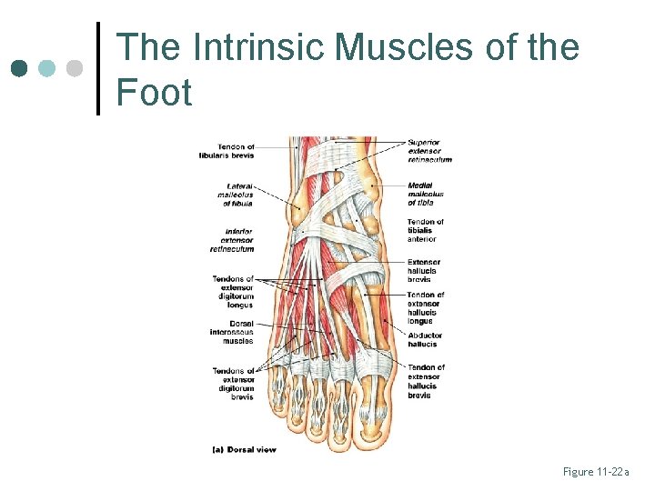 The Intrinsic Muscles of the Foot Figure 11– 22 a 