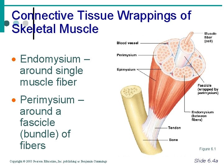 Connective Tissue Wrappings of Skeletal Muscle · Endomysium – around single muscle fiber ·