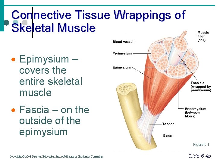 Connective Tissue Wrappings of Skeletal Muscle · Epimysium – covers the entire skeletal muscle