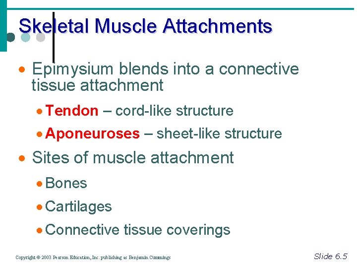 Skeletal Muscle Attachments · Epimysium blends into a connective tissue attachment · Tendon –