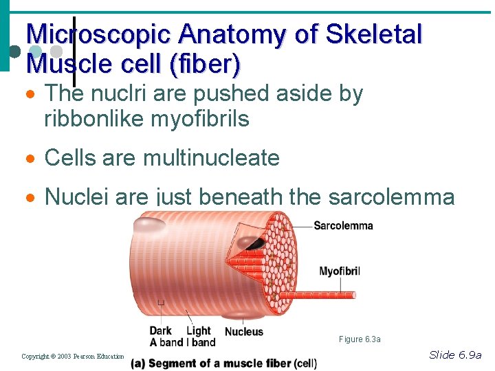 Microscopic Anatomy of Skeletal Muscle cell (fiber) · The nuclri are pushed aside by