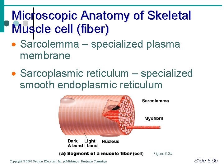 Microscopic Anatomy of Skeletal Muscle cell (fiber) · Sarcolemma – specialized plasma membrane ·