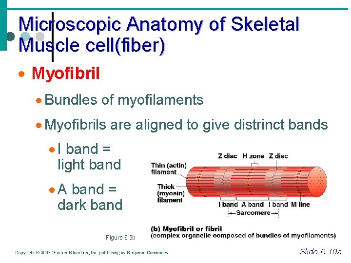 Microscopic Anatomy of Skeletal Muscle cell(fiber) · Myofibril · Bundles of myofilaments · Myofibrils