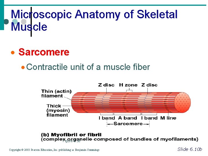 Microscopic Anatomy of Skeletal Muscle · Sarcomere · Contractile unit of a muscle fiber